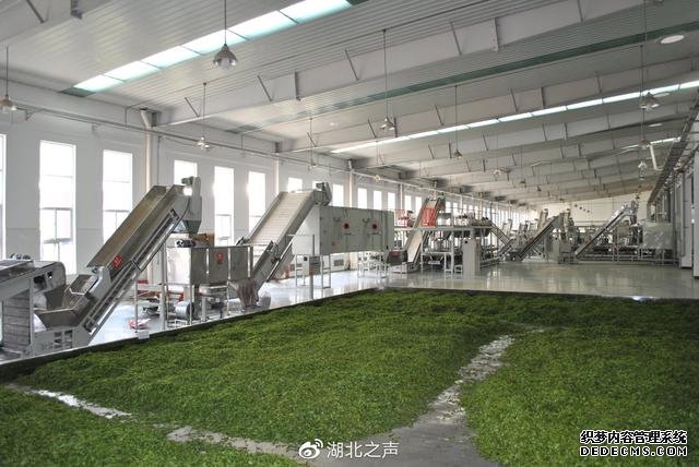 “鄂”有好茶|6万份五峰爱心春茶送亲人……